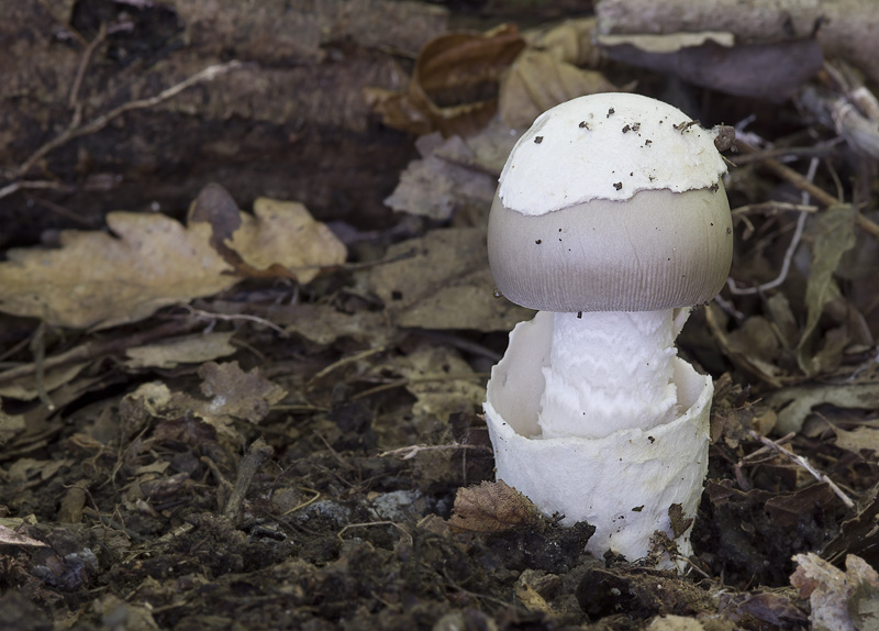 Amanita lividopallescens